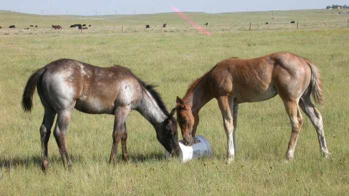 Aphroditie & Dyonisus