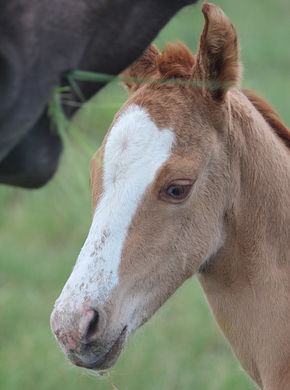 Filly - Leo Grullo Valentine x Hancock Red Fox